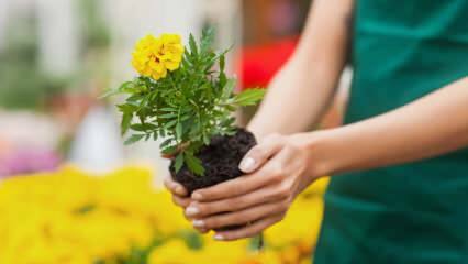 Razlogi za gojenje rastlin doma? Je škodljivo, da gojite cvetje doma?
