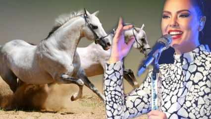 Napovedana je usoda milijonskega konja pevca Ebru Gündeša!