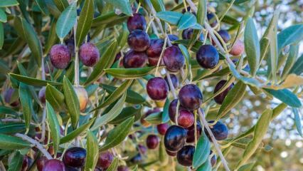 Kakšne so prednosti oljke? Kaj je potrebno, da pogoltne oljčno seme? Kako se uživa oljčni list?