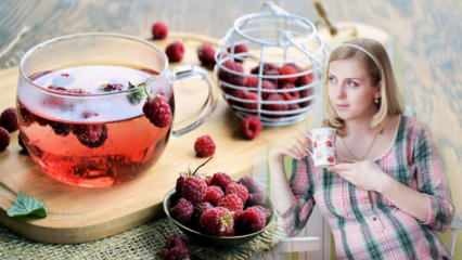 Čaj, ki olajša porod: Malina! Prednosti malinovega čaja za nosečnice
