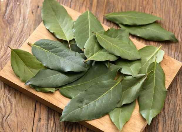 Čaj iz lovorjevih listov odstrani vsa vnetja v telesu s sečem