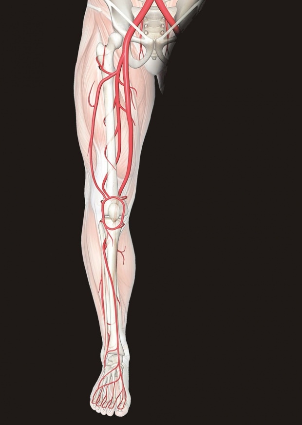 nelagodje v živcih v nogah povzroča bolečine v nogah