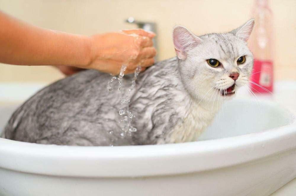 Kako umiti mačko