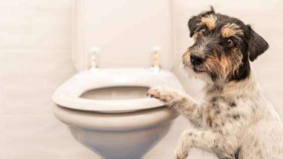 Kako narediti toaletne navade psov