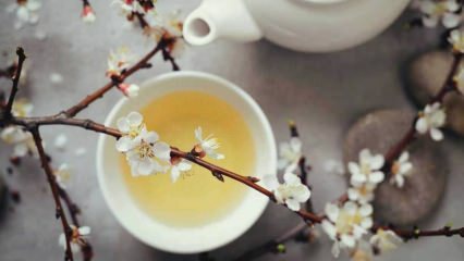 Hujšanje z belim čajem