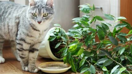 Kako mačke držimo stran od rastlin?