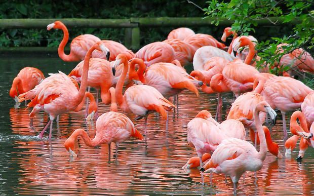 Kje je Flamingo Village? Kako do tja? Koliko je cena zajtrka?