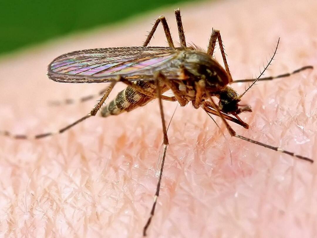 Zakaj nekatere ljudi komarji bolj pikajo?