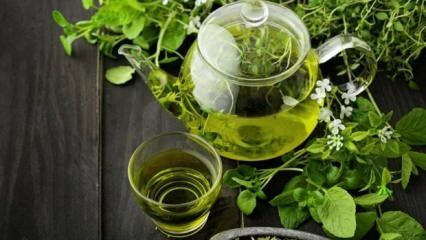 Prednosti zelenega čaja! Hitro in zdravo hujšanje z dieto zelenega čaja