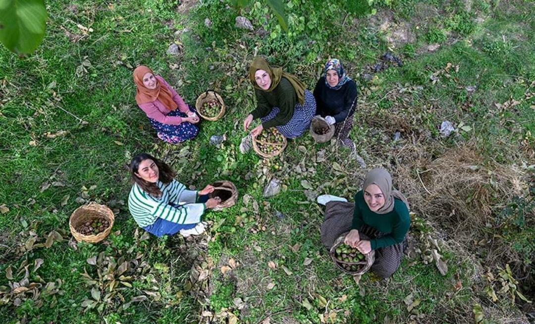 Ženske iz Vana distribuirajo orehe v Turčijo pod blagovno znamko 