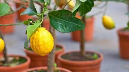 Kako gojiti limone v loncih doma? Nasveti za gojenje in vzdrževanje limone