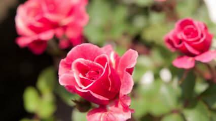 Kako gojiti vrtnice v loncih? Nasveti za gojenje vrtnic doma ...