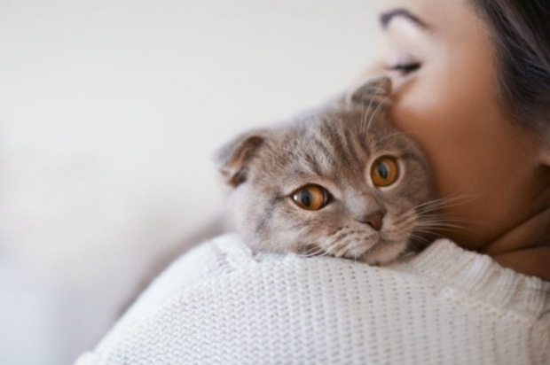 Kako preprečiti stres mačk? 