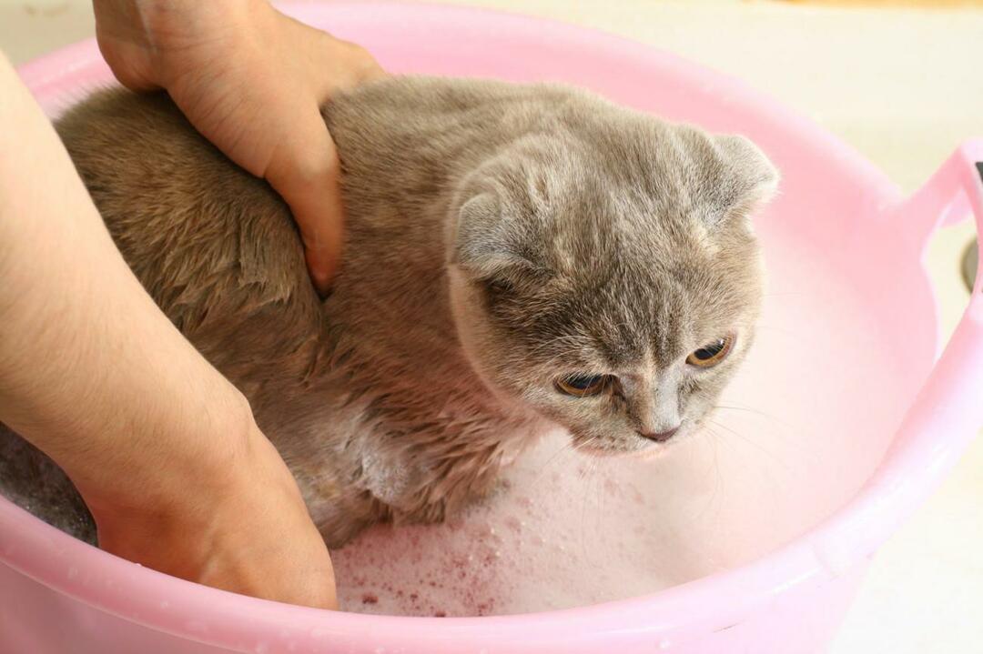 kako umiti mačke