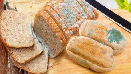Kako preprečiti plesen kruha v ramadanu? Kako preprečiti, da bi kruh postal star in plesen