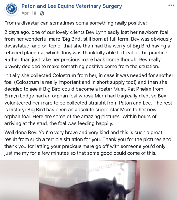 Primer objave na Facebooku z zgodbo veterinarja Paton in Lee Equine Veterinary Surger.