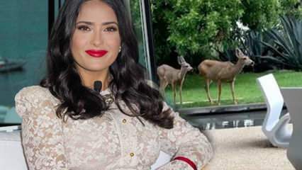 Hollywoodska zvezda Salma Hayek je na družbenih medijih delila jelene, ki so vstopili na njen vrt!
