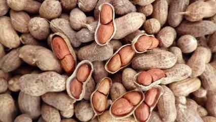 Kakšne so prednosti arašidov? Če zaužijete pest arašidov na dan... 