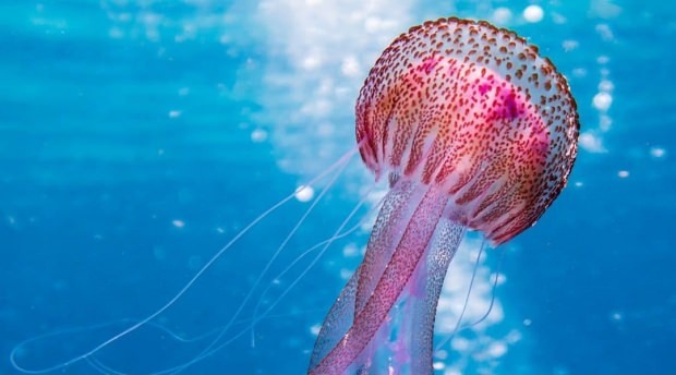 Kaj je treba storiti pri odtenkih meduze? Kaj morate vedeti o meduze ...