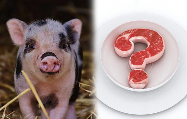 Ali je prepovedano jesti svinjino?