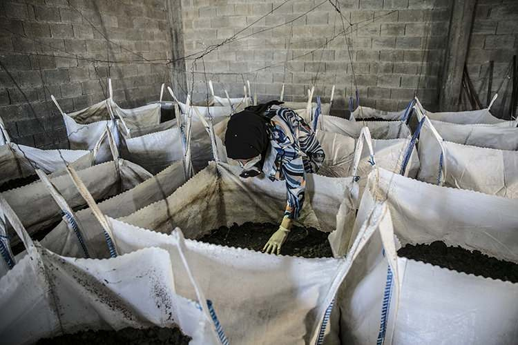 Letno proizvede 12 ton gnojil iz črvov, ki jih hrani v kleti svoje hiše.