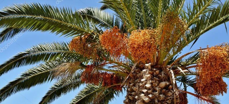 Kaj je palma? Kakšne so lastnosti palme, kako jo gojiti