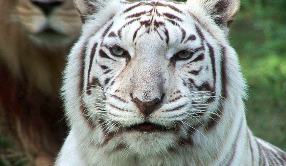 Beli tiger v živalskem vrtu širi nevarnost