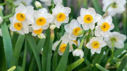 Kakšen pomen ima cvet narcisa, kakšne so njegove lastnosti in prednosti? Kako razmnoževati cvet narcisa