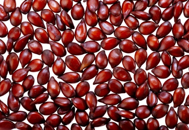 Kakšne so koristi kutinovega semena za kožo? Priprava in prednosti maske iz kutinovih semen