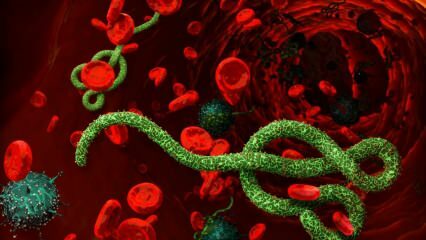 Kaj je virus ebole? Kako se prenaša virus ebole? Kakšni so simptomi virusa ebole? 