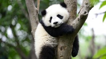 Najmanjša panda na svetu se je rodila na Kitajskem