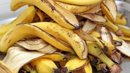 Kakšne so prednosti banane? Koliko vrst banan obstaja? Neznane uporabe bananin olupkov! 