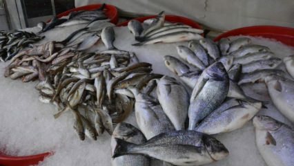 Katere ribe je treba zaužiti oktobra in kakšne so koristi?