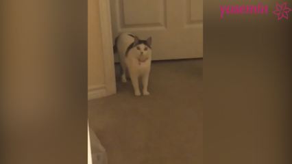 Mačka, ki reagira na goste, ki prihajajo domov!