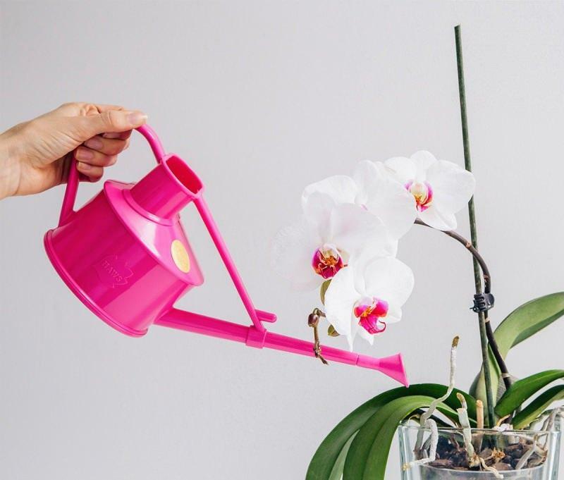 kako razmnoževati orhideje