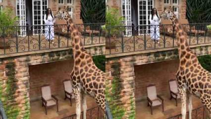 Ženska, ki z rokami hrani žirafo z balkona! 