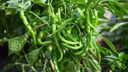 Kako gojiti zeleno papriko v lončkih? Nasveti za gojenje paprike doma