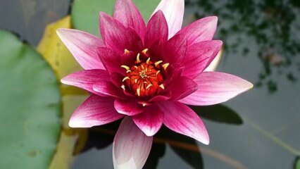 Kako skrbeti za cvet Lotus (vodna lilija) doma?