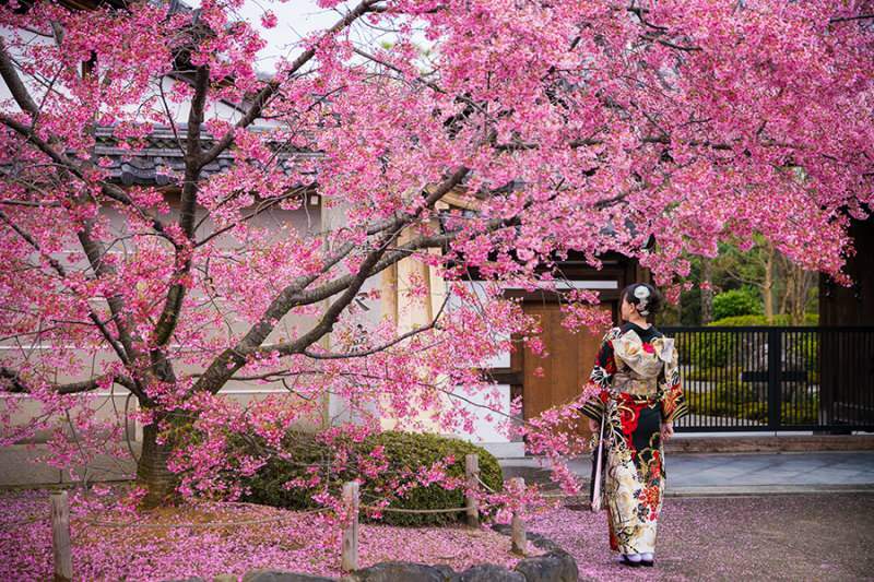 Kaj pomeni Sakura? Neznane lastnosti cveta sakura