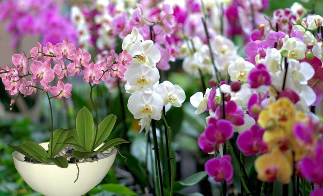 Kako skrbeti za orhideje? Kako razmnoževati cvetove orhidej? 5 stvari, ki jih rože orhidej ne marajo