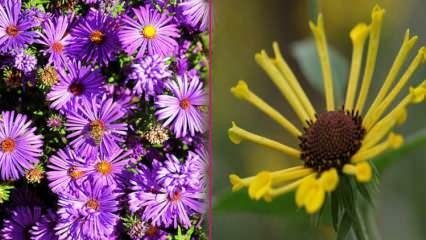 Katere rože posaditi jeseni? 5 rastlin, ki jih lahko posadite jeseni