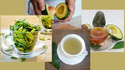 Kakšne so prednosti čaja iz listov avokada? Kako pripraviti čaj iz listov avokada?
