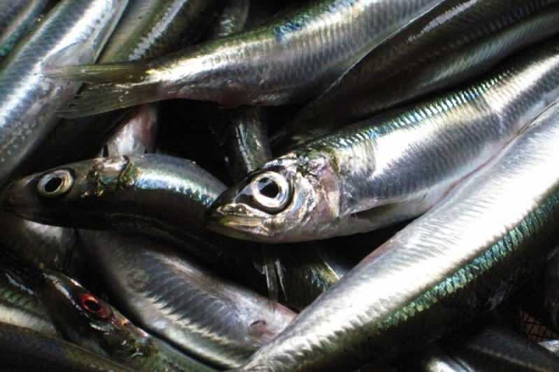 sardela ima najvišjo vrednost olja med vrstami rib