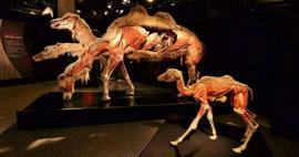 Real Animals Anatomy Exhibition prihaja v Turčijo!