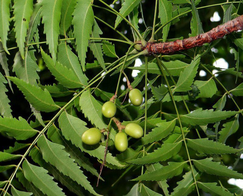 drevo neem se v alternativni medicini uporablja že od antičnih časov