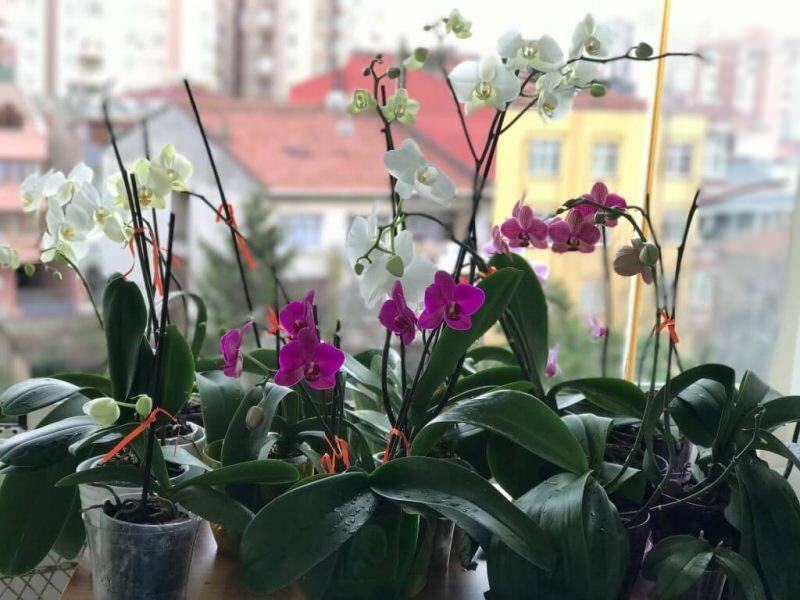 Kako skrbeti za orhideje? Kako zalivati ​​orhidejo doma? Metoda oživljanja orhidej