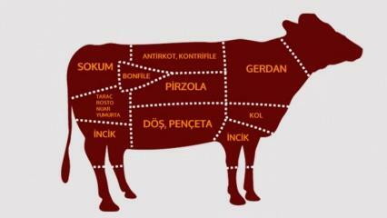 Kateri so deli govejega mesa? Katero meso je rezano iz katere regije?