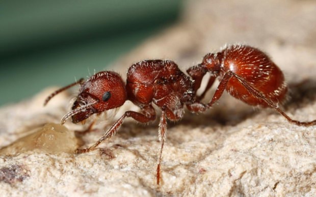 požarna mravlja