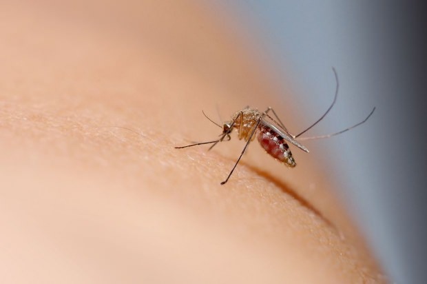 Kako ugriz komarjev prehaja