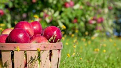 Nasveti za ohranjanje svežega jabolka
